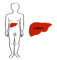Mensch Leber